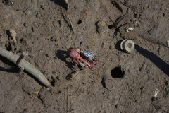 Paraleptuca splendida