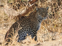 Panthera pardus pardus