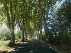 Platanus