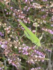 Phaneroptera falcata