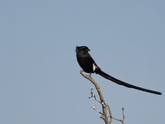 Lanius melanoleucus