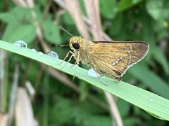 Parnara