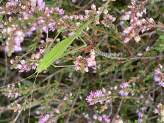 Phaneroptera falcata