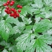 Red Baneberry - Photo (c) Tom Norton, some rights reserved (CC BY-NC), uploaded by Tom Norton