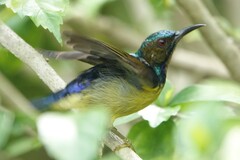 Anthreptes malacensis