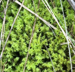 Triquetrella papillata