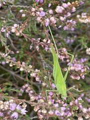 Phaneroptera falcata