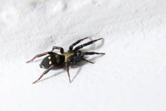 Callilepis nocturna