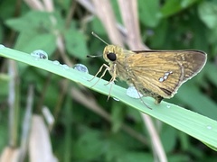 Parnara
