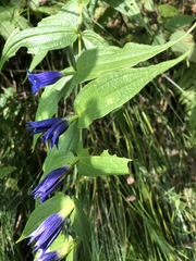 Gentiana asclepiadea