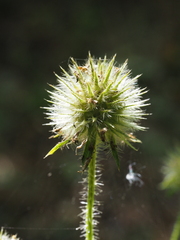 Dipsacus pilosus