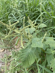 Amaranthus viridis