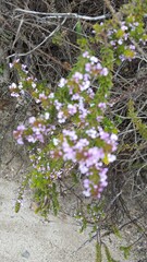 Muraltia satureioides