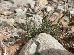 Hebecarpa macradenia