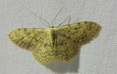 Scopula marginepunctata