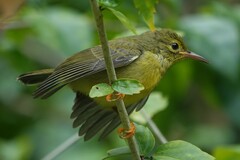 Anthreptes malacensis