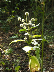 Dipsacus pilosus