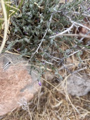 Hebecarpa macradenia