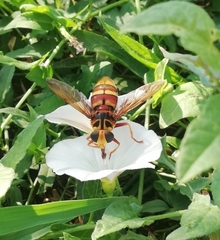 Milesia crabroniformis