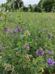 Medicago sativa
