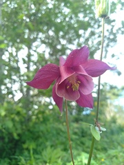 Aquilegia flabellata