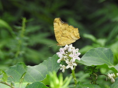 Polygonia c-aureum