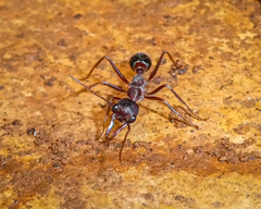 Myrmecia forficata