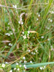Euphrasia stricta
