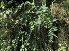 Gentiana asclepiadea