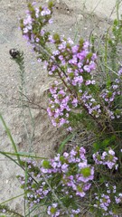 Muraltia satureioides