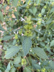 Galeopsis