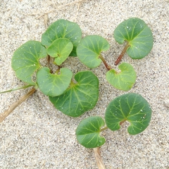 Calystegia soldanella