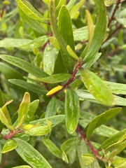 Persoonia mollis nectens