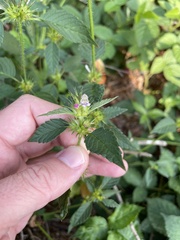 Galeopsis