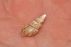 Plotiopsis balonnensis