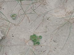 Calystegia soldanella