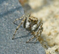 Attulus distinguendus