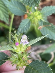 Galeopsis