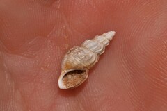 Plotiopsis balonnensis