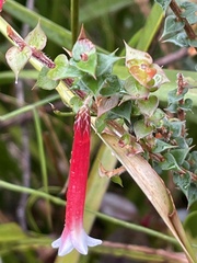 Epacris longiflora
