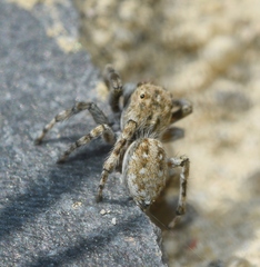 Attulus distinguendus