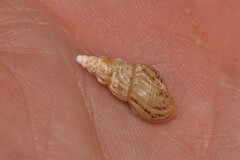 Plotiopsis balonnensis