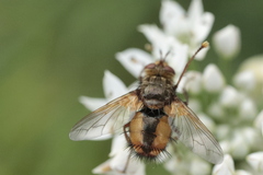 Tachina fera