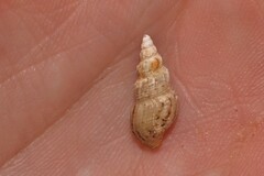 Plotiopsis balonnensis