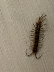 Lithobius forficatus