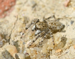 Attulus distinguendus