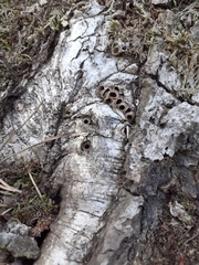 Andricus quercuscorticis