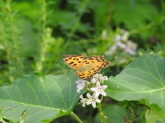 Polygonia c-aureum