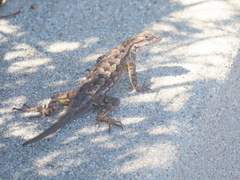 Sceloporus occidentalis