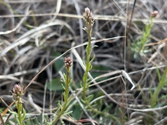Stackhousia subterranea